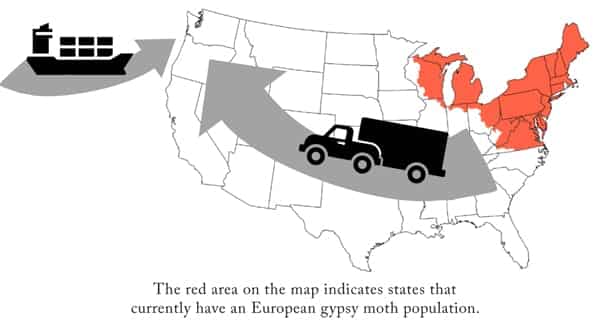 Oregon Gypsy Moth Quarantine Fact Sheet